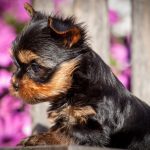 Yorkshire terrier puppies