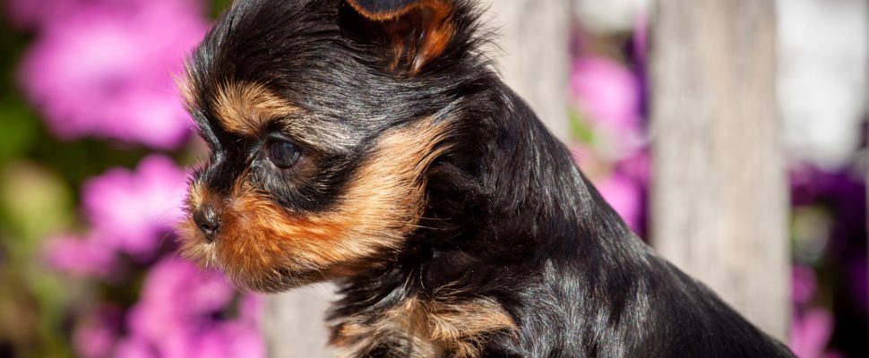 Yorkshire terrier puppies